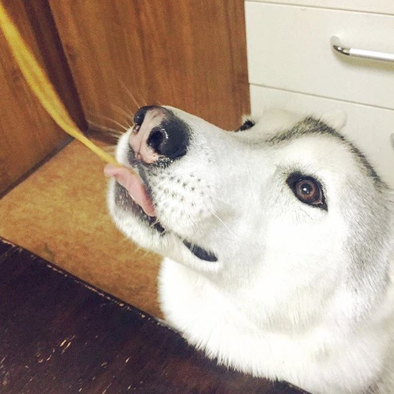 Dog eating spaghetti.