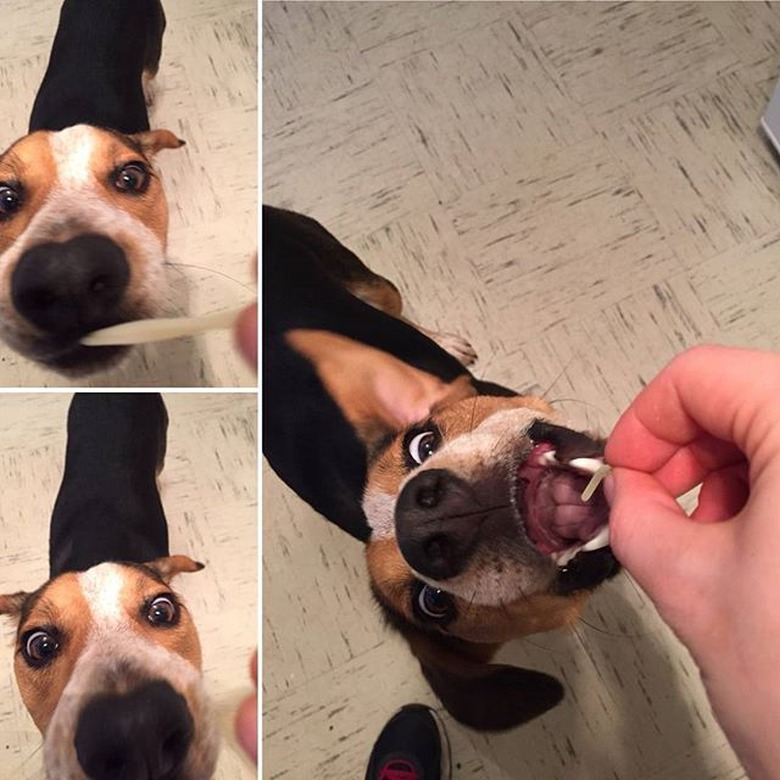 Dog trying to eat a strand of spaghetti.