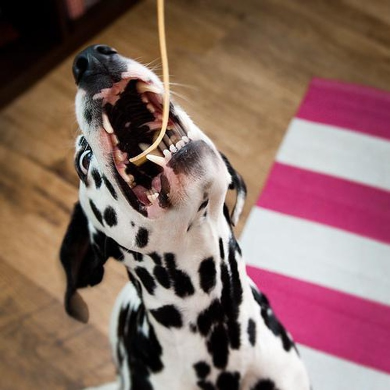 Dog trying to eat a strand of spaghetti.