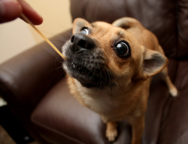 Dog trying to eat a strand of spaghetti.