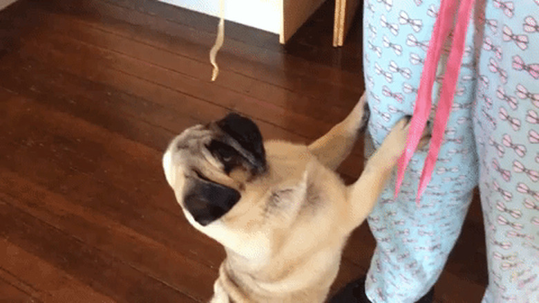 person feeds pug a single pasta noodle