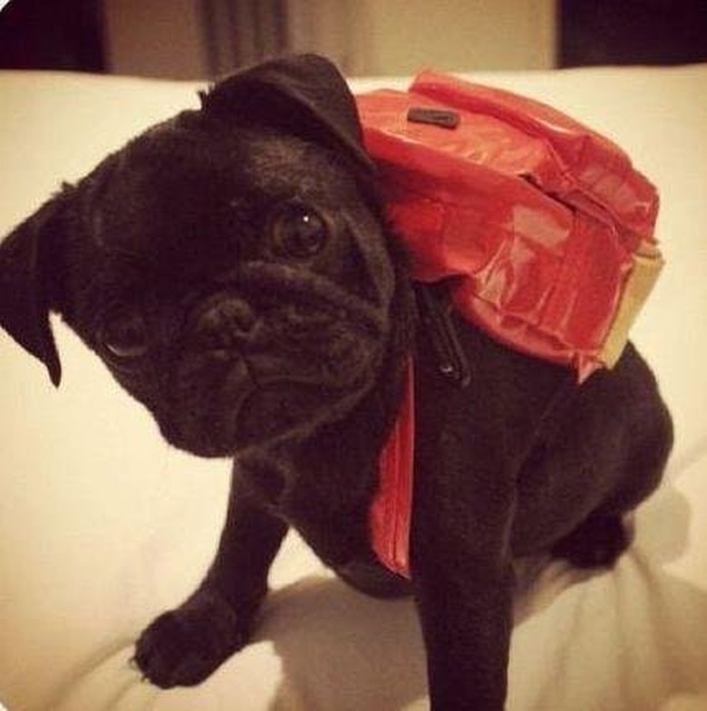 Puppy wearing a backpack.