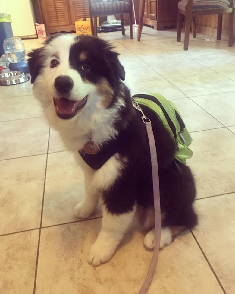 Puppy wearing a backpack.