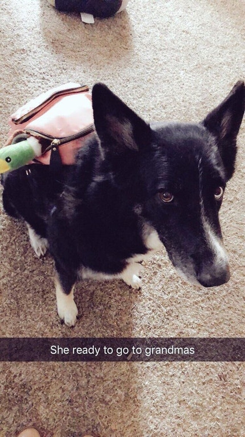 Dog wearing a backpack.