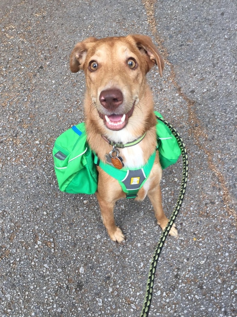 Dog wearing a backpack.