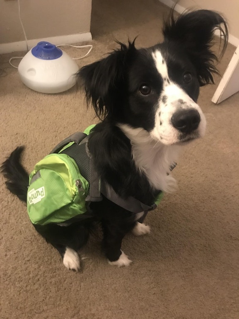 Dog wearing a backpack.