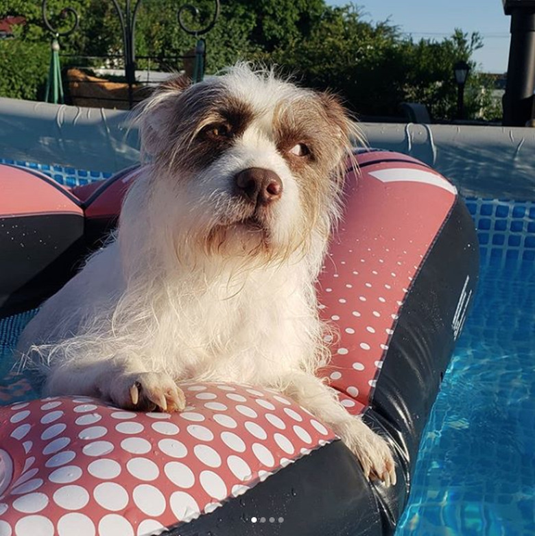 Just 21 dogs doin themselves a pool float