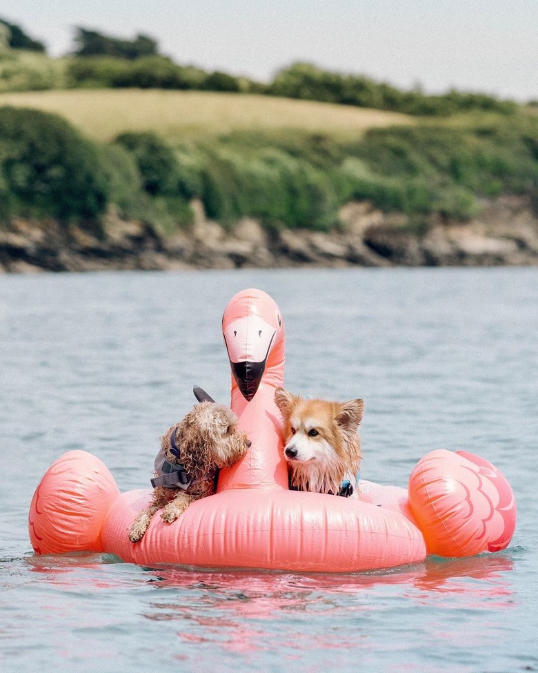 Just 21 dogs doin themselves a pool float