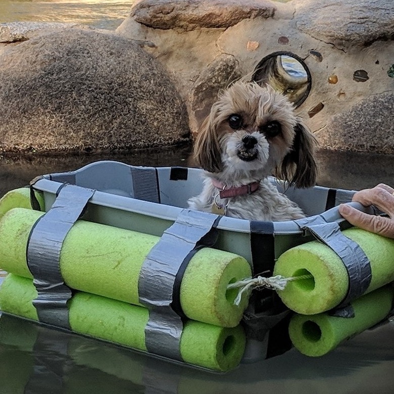 Just 21 dogs doin themselves a pool float