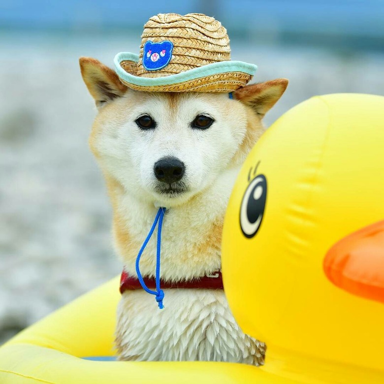 Just 21 dogs doin themselves a pool float