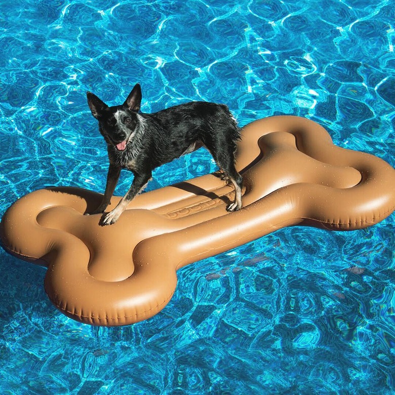 Just 21 dogs doin themselves a pool float