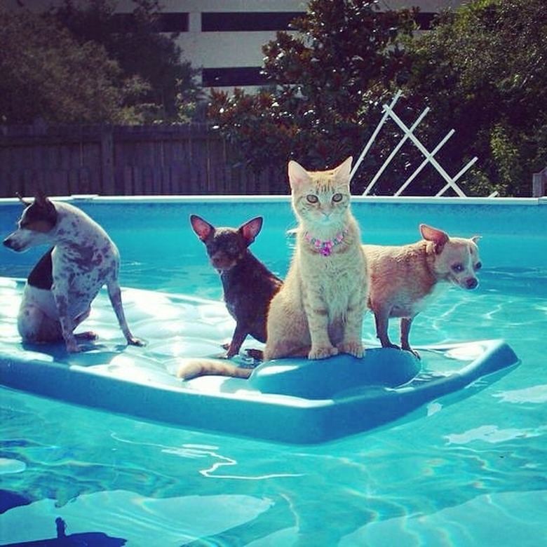 Just 21 dogs doin themselves a pool float