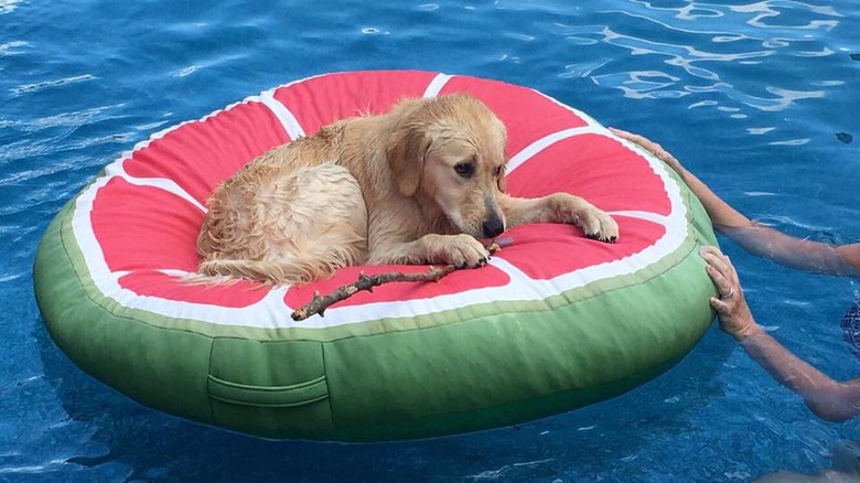 Just 21 dogs doin themselves a pool float