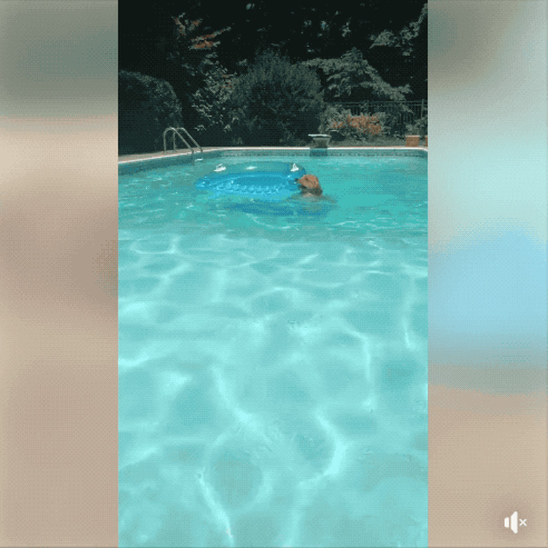 Just 21 dogs doin themselves a pool float