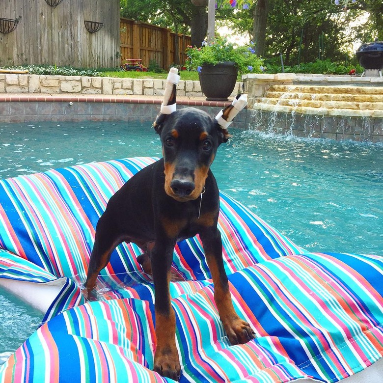 Just 21 dogs doin themselves a pool float