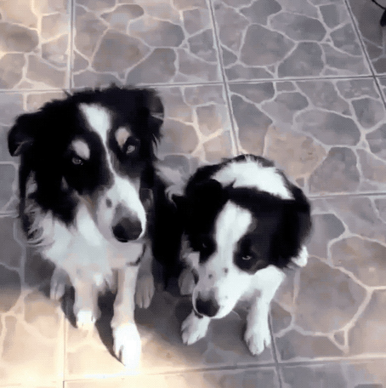 Dogs standing up