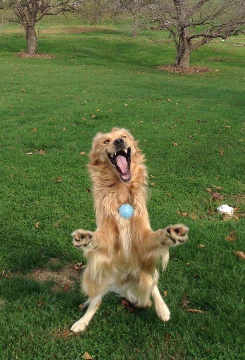 Dogs standing up