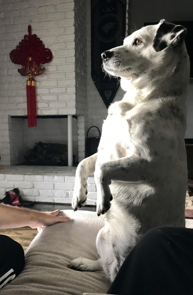 Dogs standing up