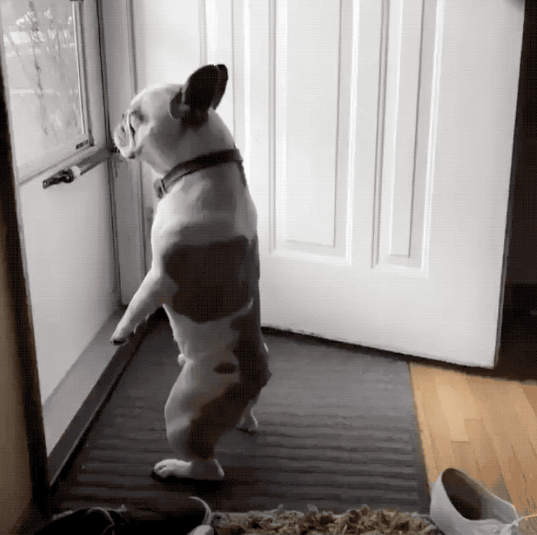 Dogs standing up