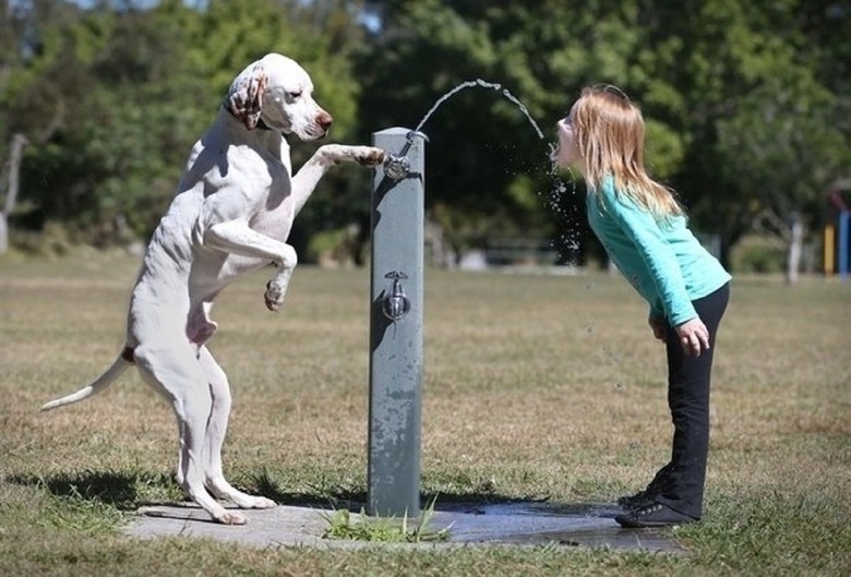 Dogs standing up