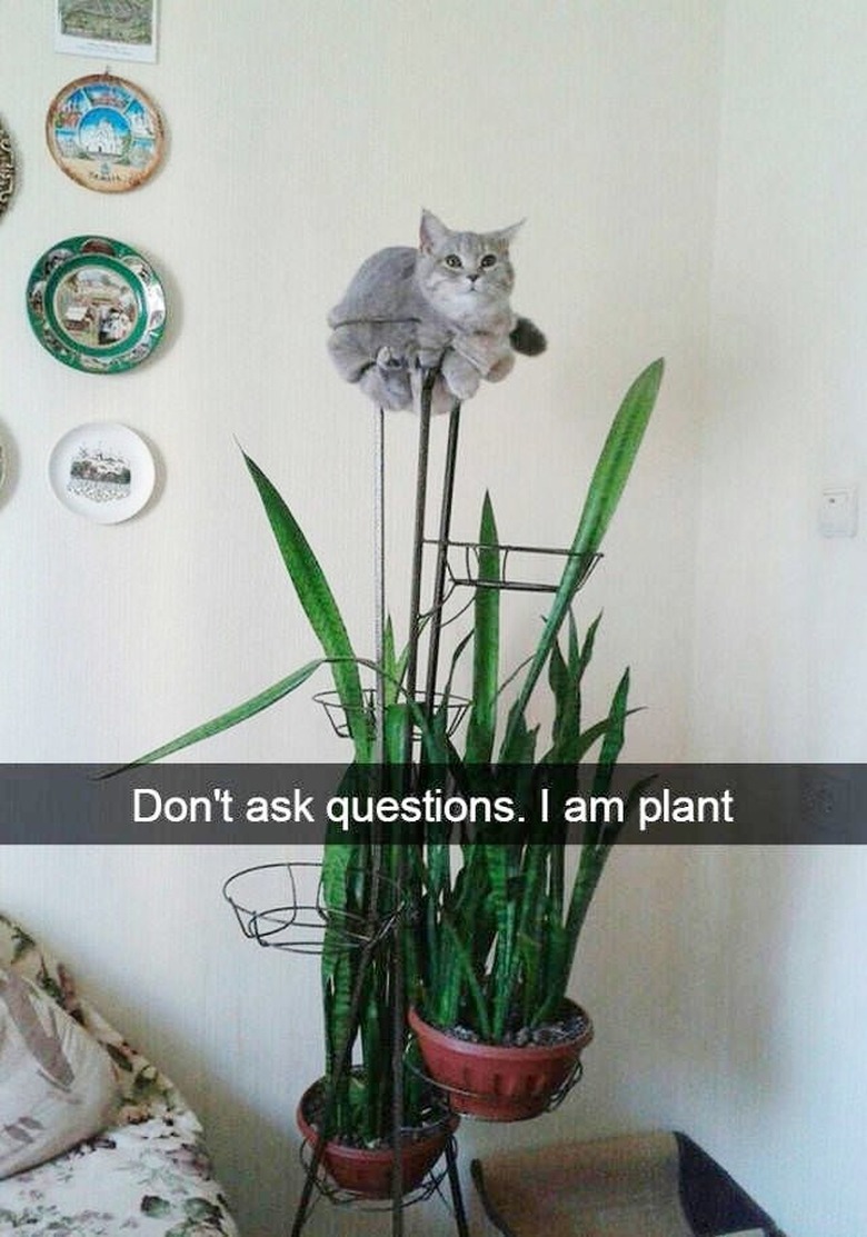 cat sleeping on plant holder