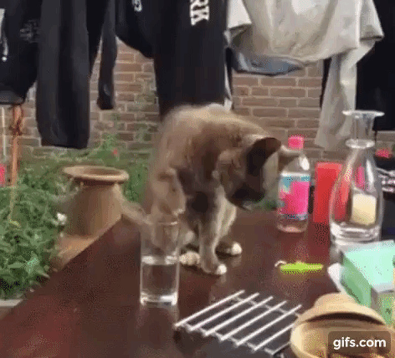 cat dips paw in woman's water glass