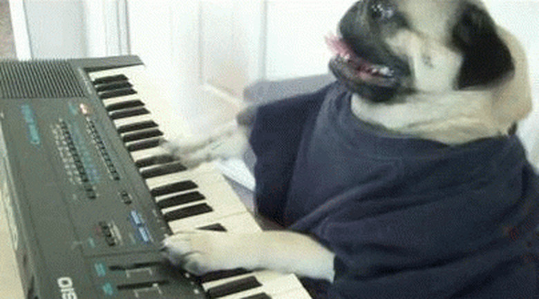 pug playing keyboard