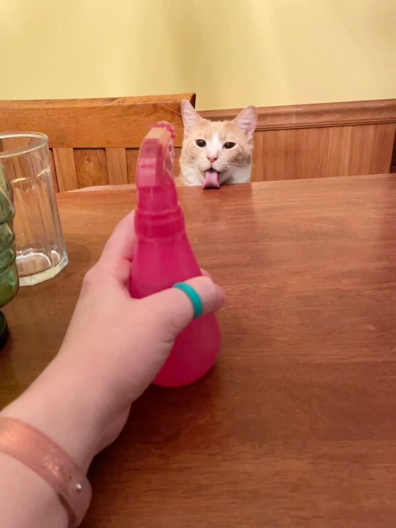 cats drinks water from squirt bottle