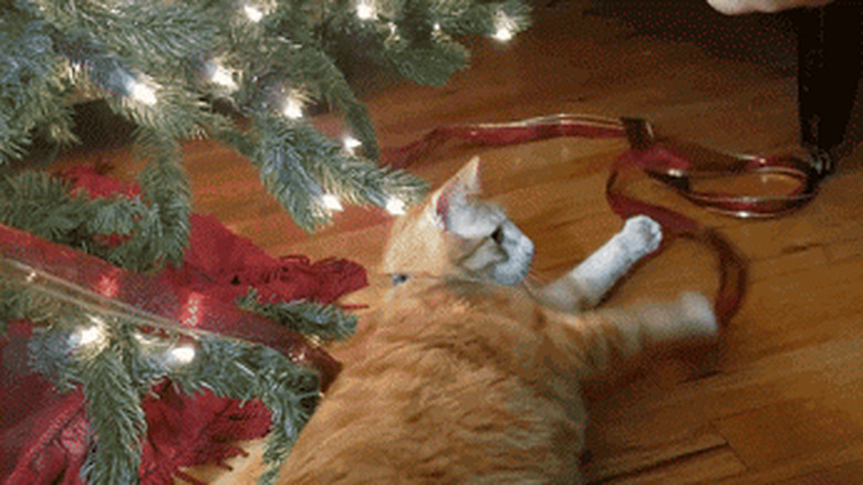 cat attacking Christmas ribbon