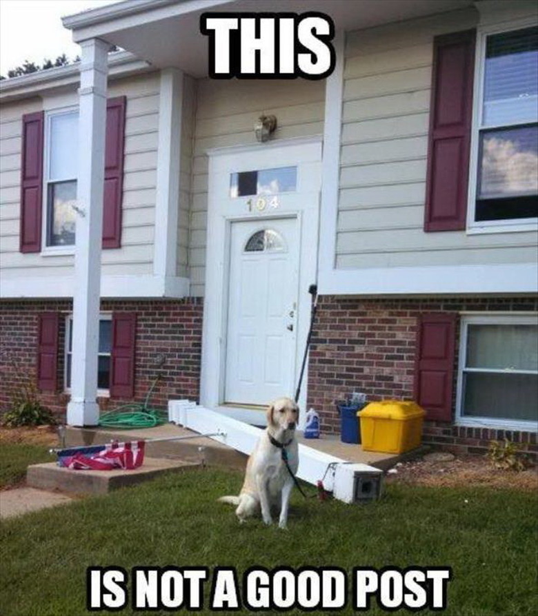 Dog broke a house