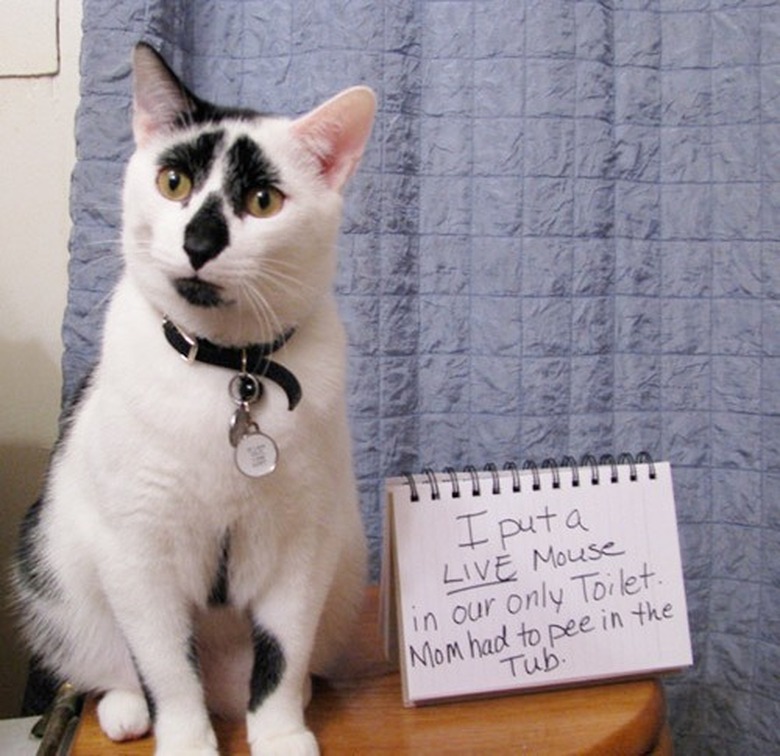 cat shaming