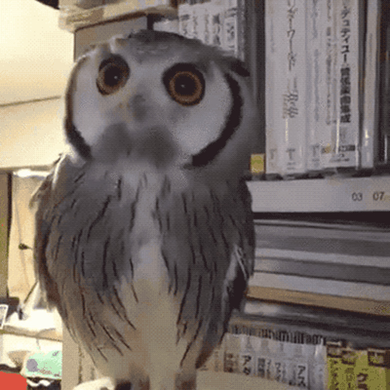 sassy owl