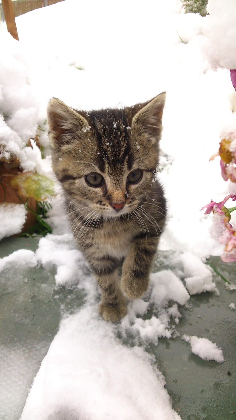 Kitten in snow.