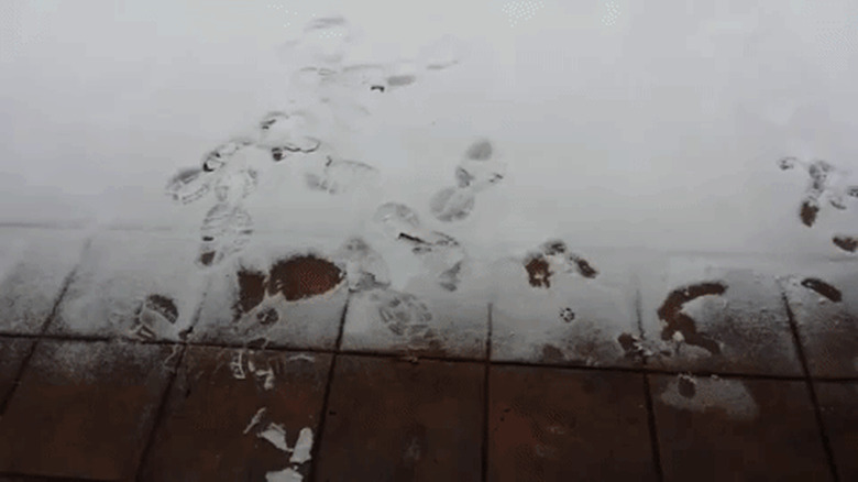 cat tries to eat snow