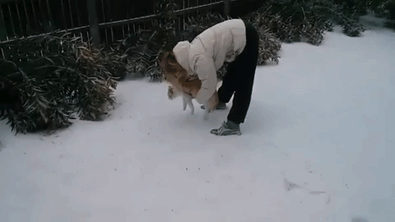 cat scampers back inside after inspecting snow