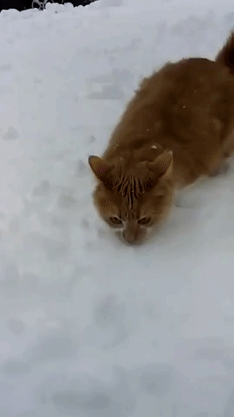 cat and dog play in snow