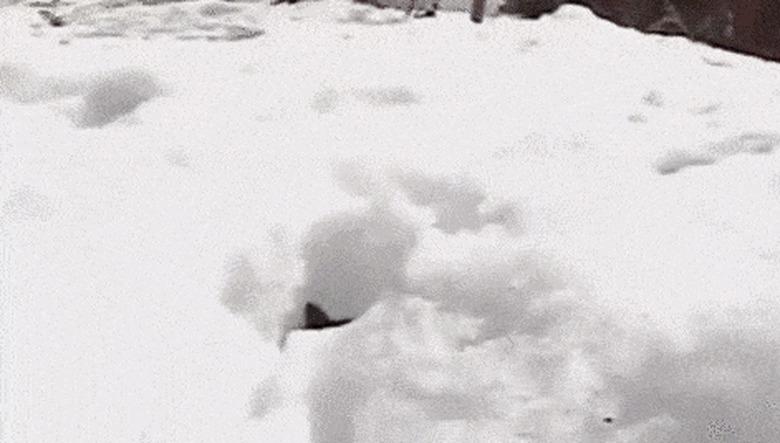 kittens climbing out of a pile of snow