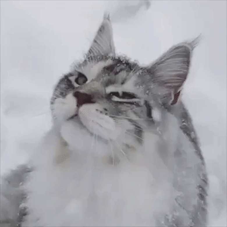 snow falling on cat