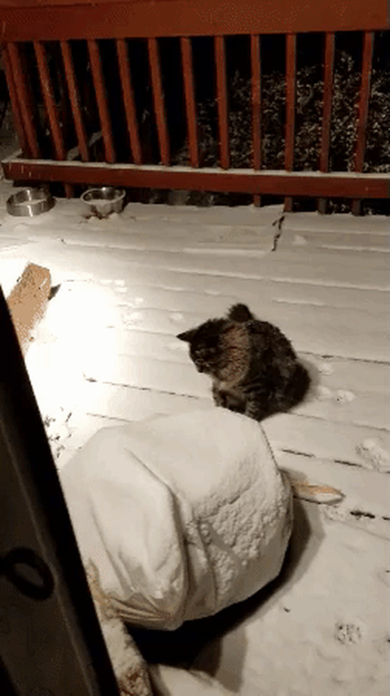 cat confused by snow