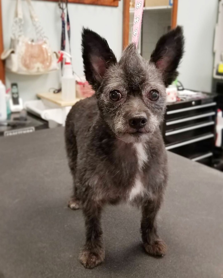 dog with mohawk