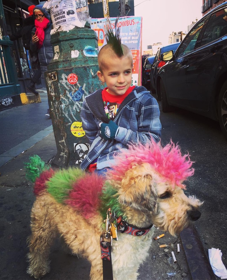 dog with mohawk