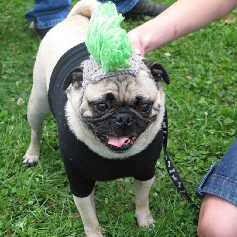 dog with mohawk