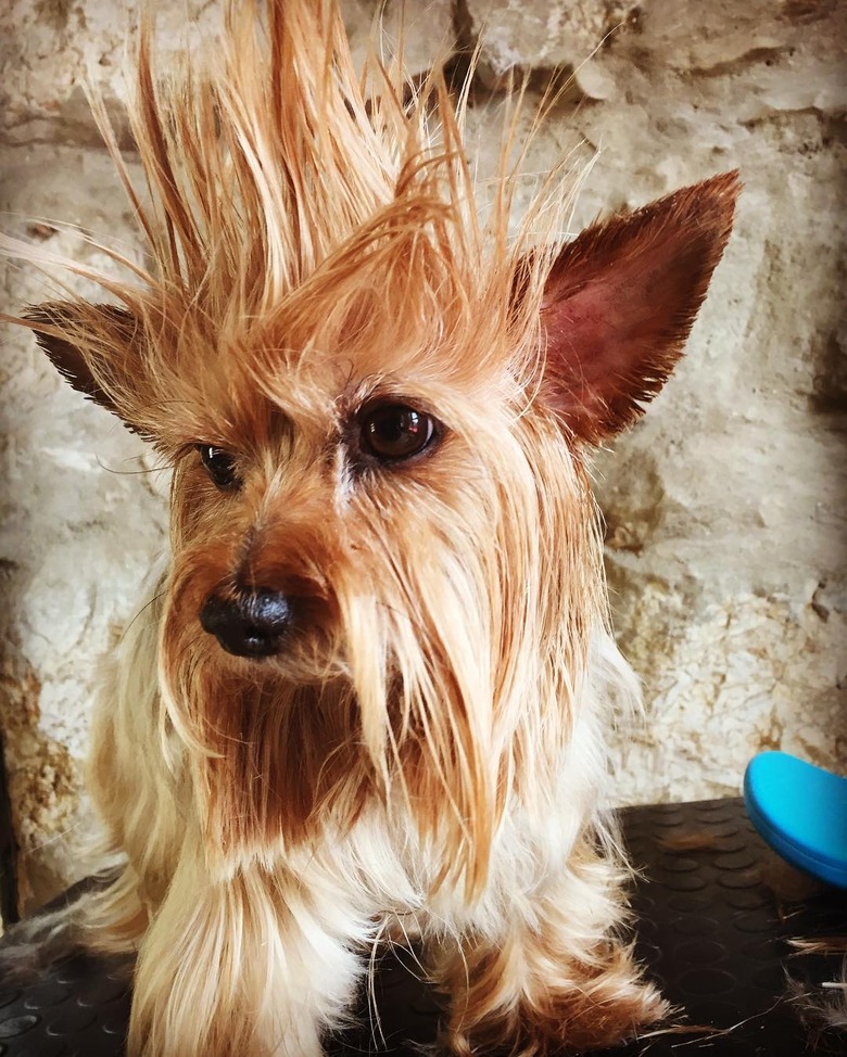 dog with mohawk