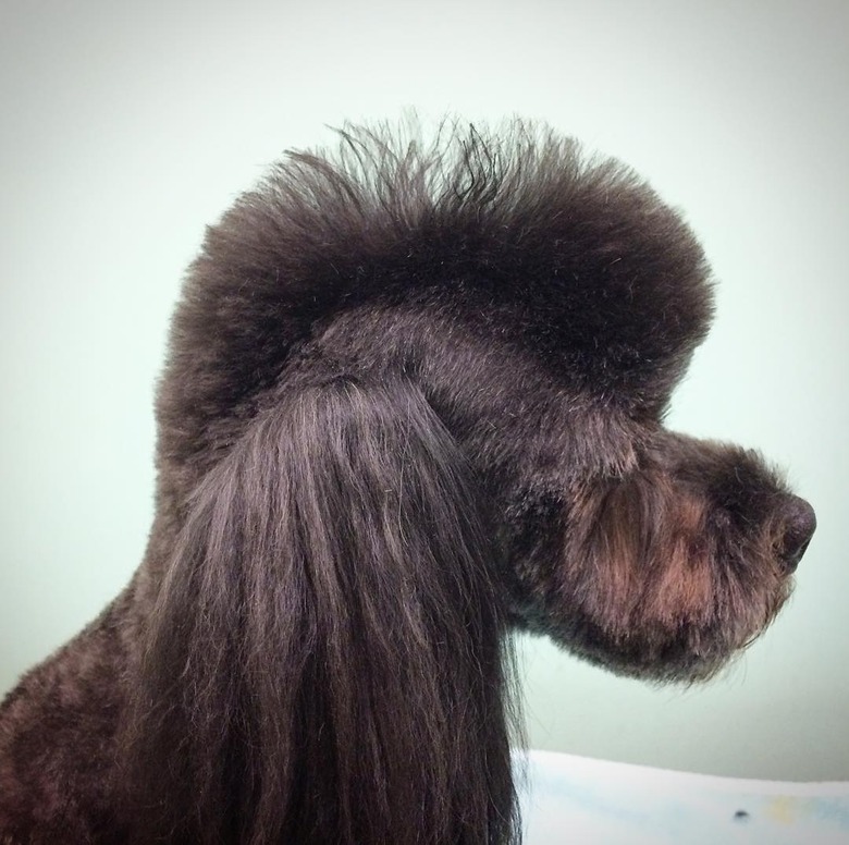 dog with mohawk