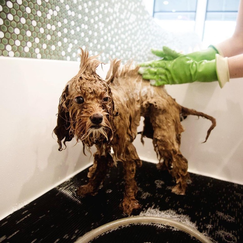 dog with mohawk