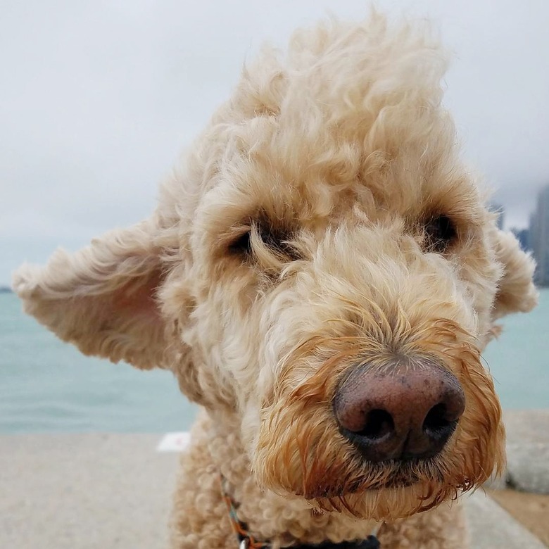 dog with mohawk