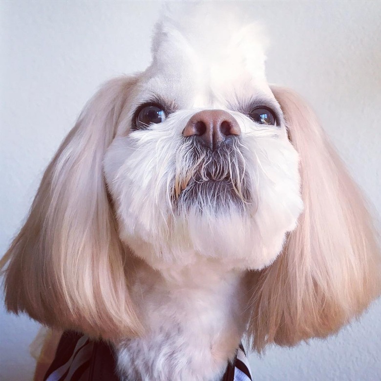 dog with mohawk