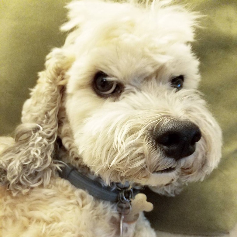 dog with mohawk