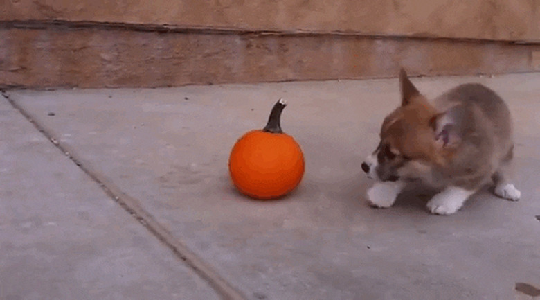 corgi puppy feuds with pumpkin