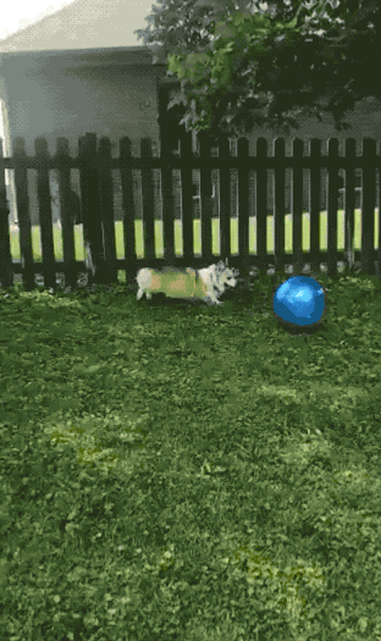 dog chases new ball